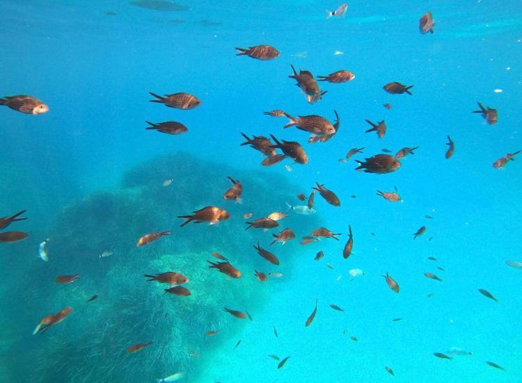 Villa Le Corail Rouge Corse Lecci Bagian luar foto